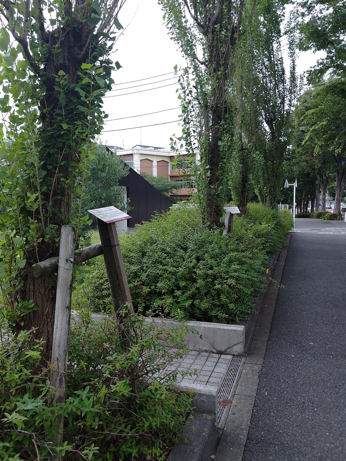 同じ木についての同じ説明が並んでいる