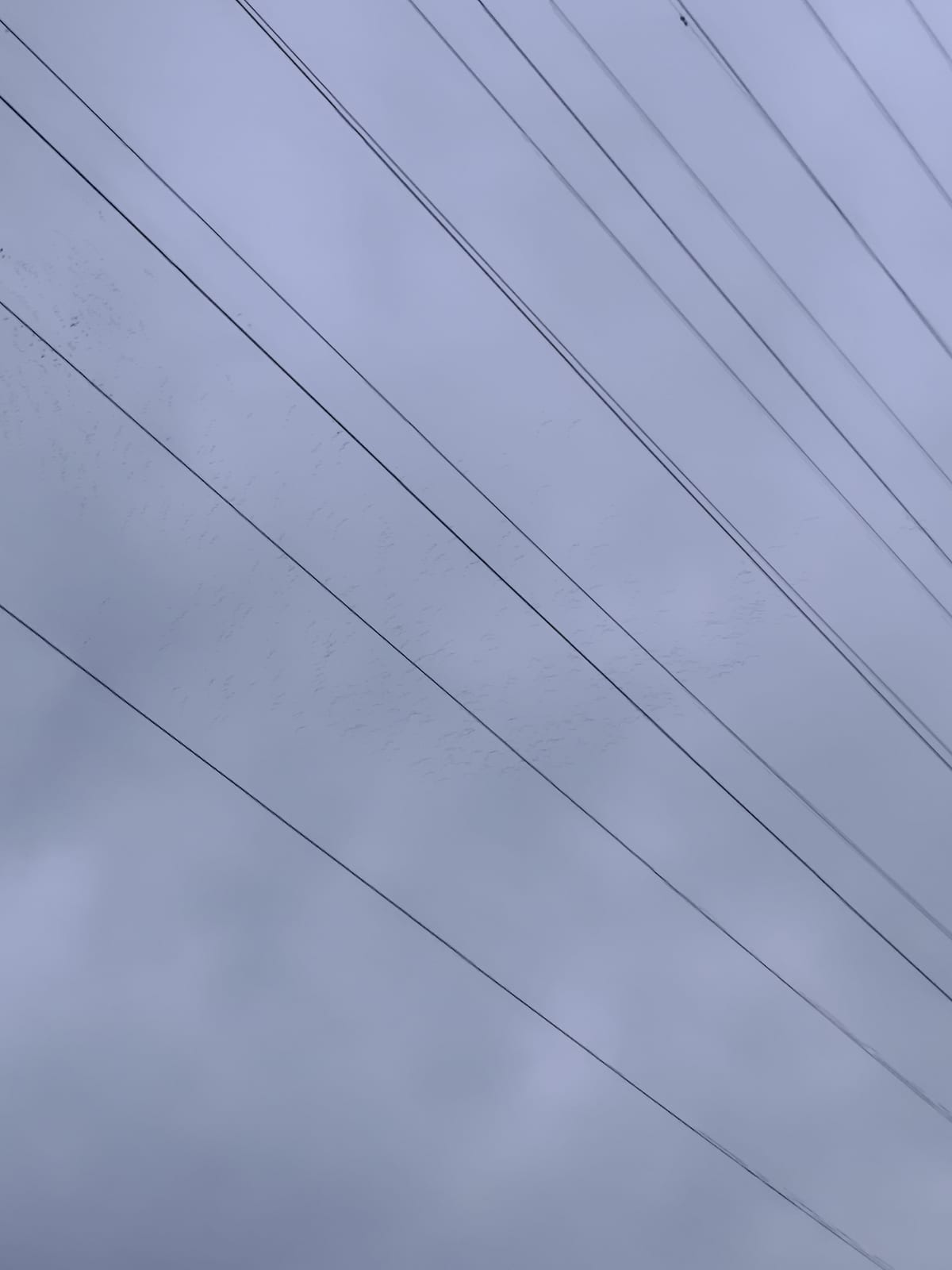 鳥の群れ