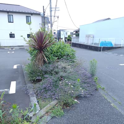 ラベンダーの香り、芳香剤として浸透し過ぎて、嗅いだ時に「ばあちゃんちのトイレのにおい」がイメージとして先行してしまう。科学の失敗だと思う。