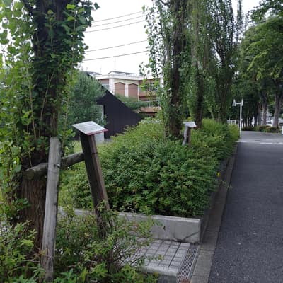 同じ木についての同じ説明が並んでいる